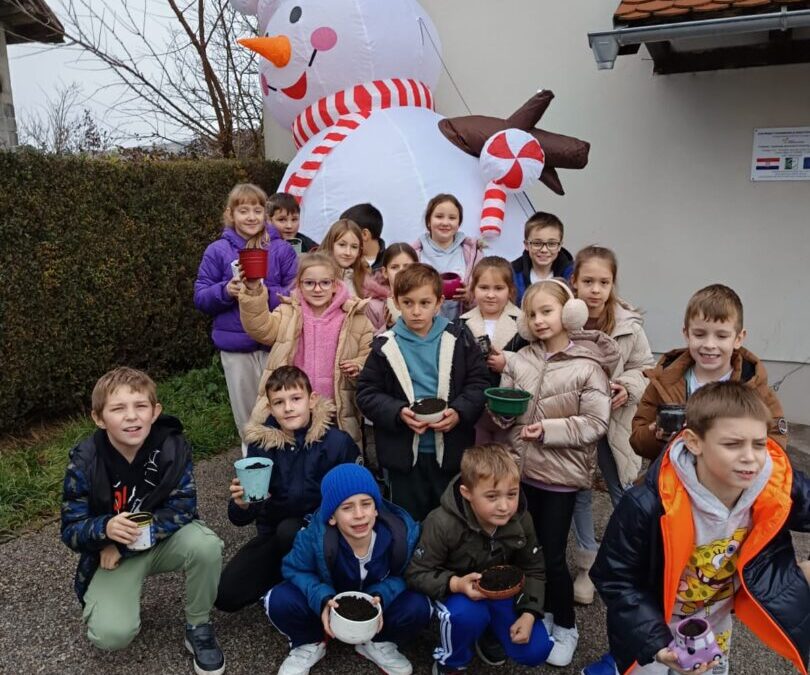 Sijanje božićne pšenice